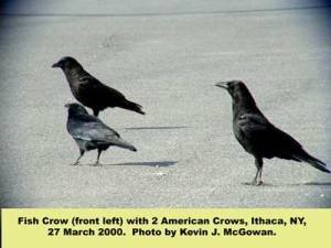 Fish Crow & American Crow from Cornell Lab of Ornithology website