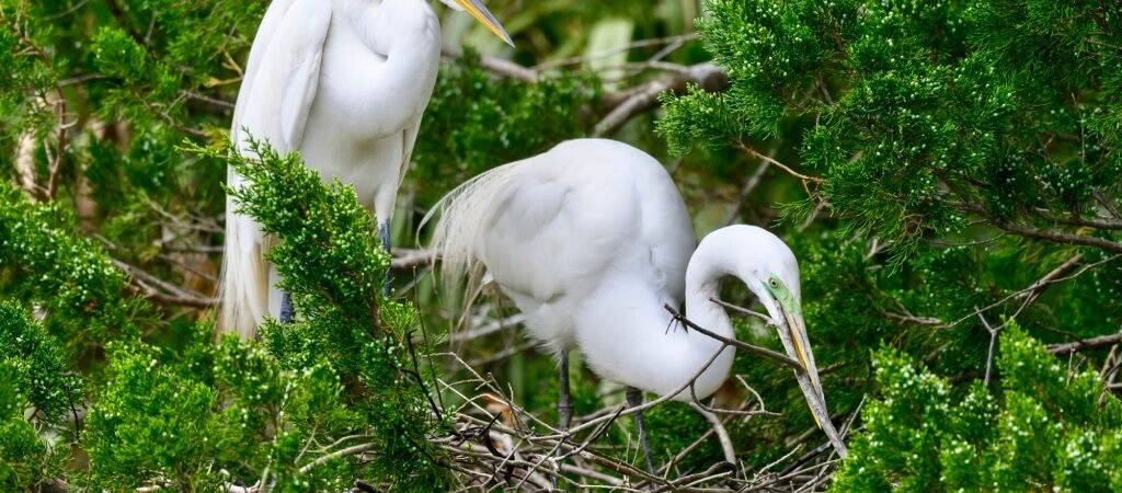 Nesting Birds of Seabrook Island – Part II: Non-cavity Nesters