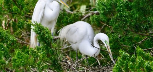 Nesting Birds of Seabrook Island – Part II: Non-cavity Nesters