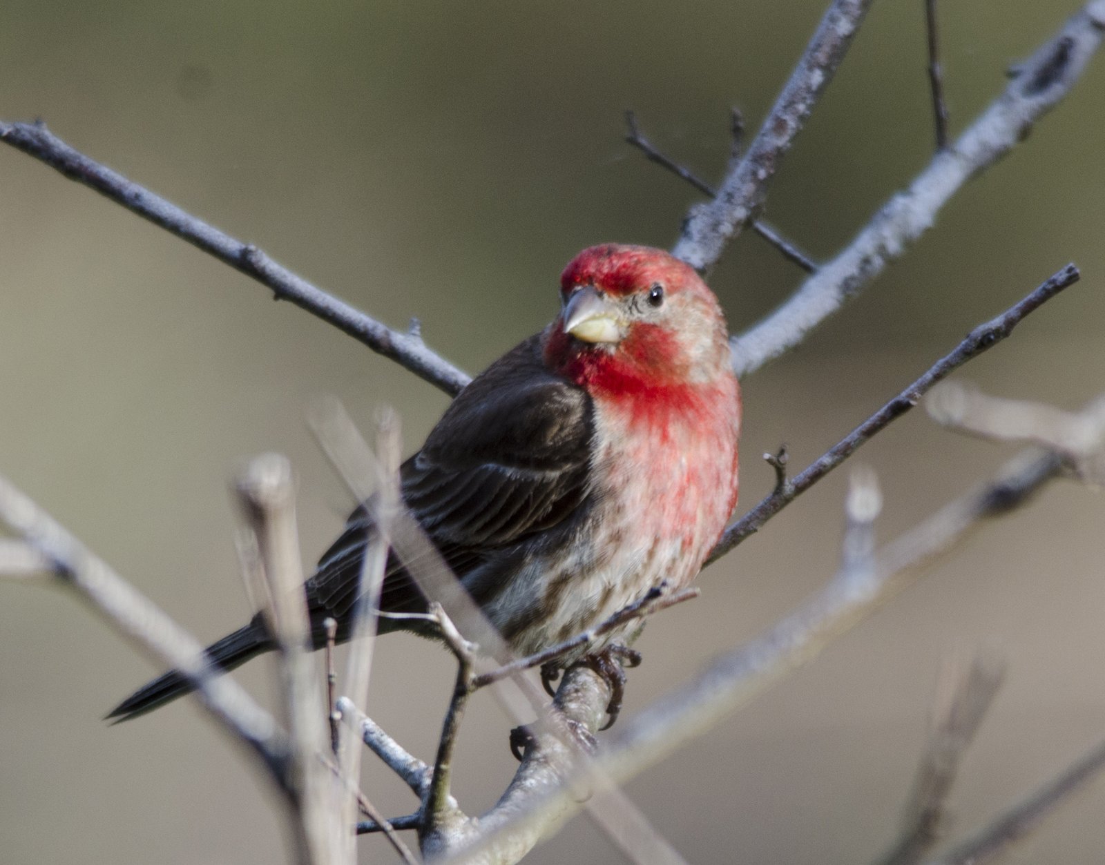 HOUSE FINCH - Bob Hider