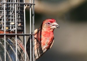 House Finch Eye Disease Errol