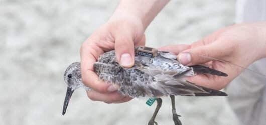Latest Update! Red Knot Tracking