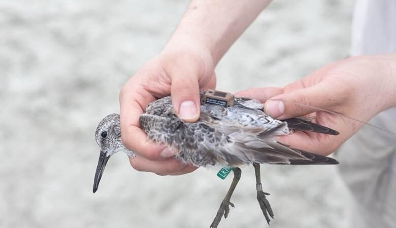Latest Update! Red Knot Tracking