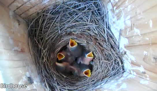 Five Eastern Bluebird chicks in Green Backyard nest box.