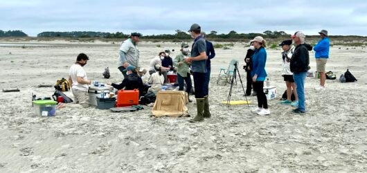 Help Track the Red Knots!