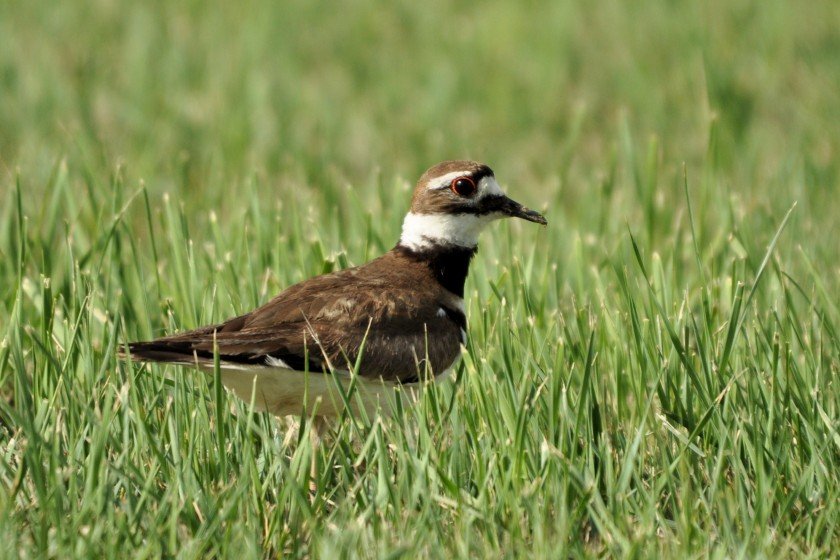 Killdeer in a field - Ed Konrad