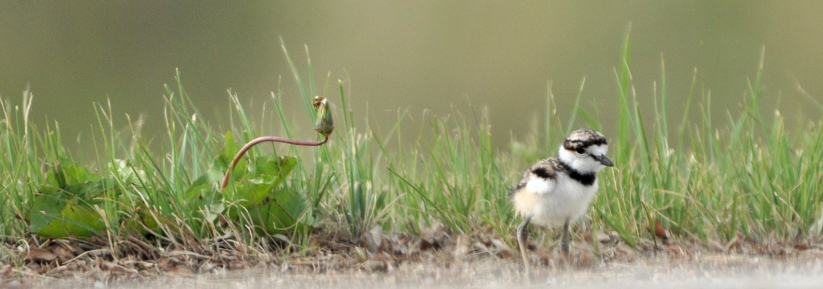 Killdeer Chick - Ed Konrad