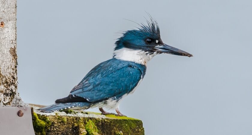 Join SIB for Slow Birding at the Boat Ramp/Crab Dock