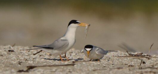 SIB “Bird of the Week” – Least Tern