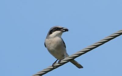 Join SIB: Learning Together at Kiawah River