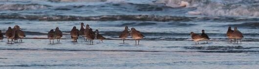 SIB Reports:  Shorebird Identification
