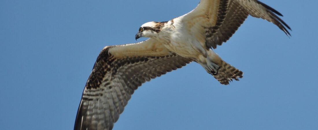 SIB Bird of the Week … Osprey