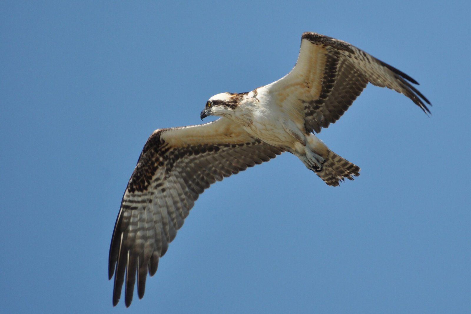 SIB Bird of the Week … Osprey