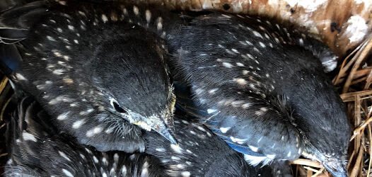 Did you know: What is the developmental timeline from egg to fledge?