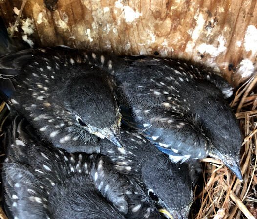 Did you know: What is the developmental timeline from egg to fledge?