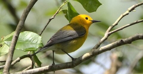Join SIB – Beyond Our Backyard – Caw Caw Interpretive Center