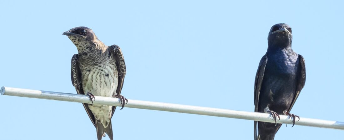 First Purple Martin Fledgling!