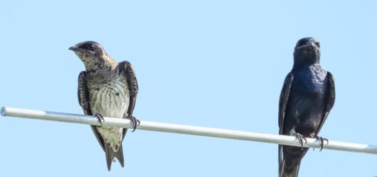 First Purple Martin Fledgling!