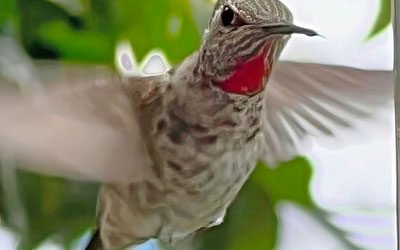 Move over Maverick, Hummingbirds are the real Top Guns!