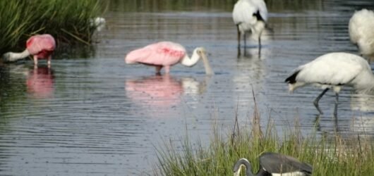 Join SIB: Learning Together at Kiawah Preserve