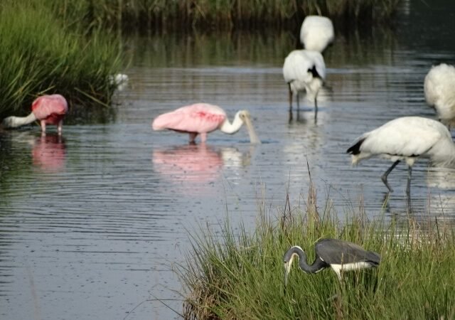 Join SIB: Learning Together at Kiawah Preserve