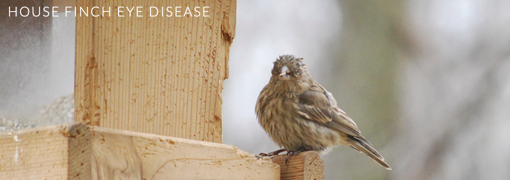 Screen Shot 2020-02-17 at 1.08.13 PM