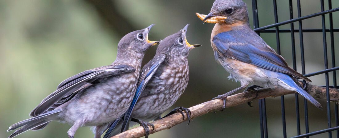 2025 SI Eastern Bluebird Trail Season