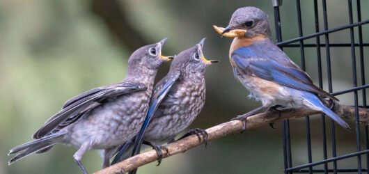 2025 SI Eastern Bluebird Trail Season