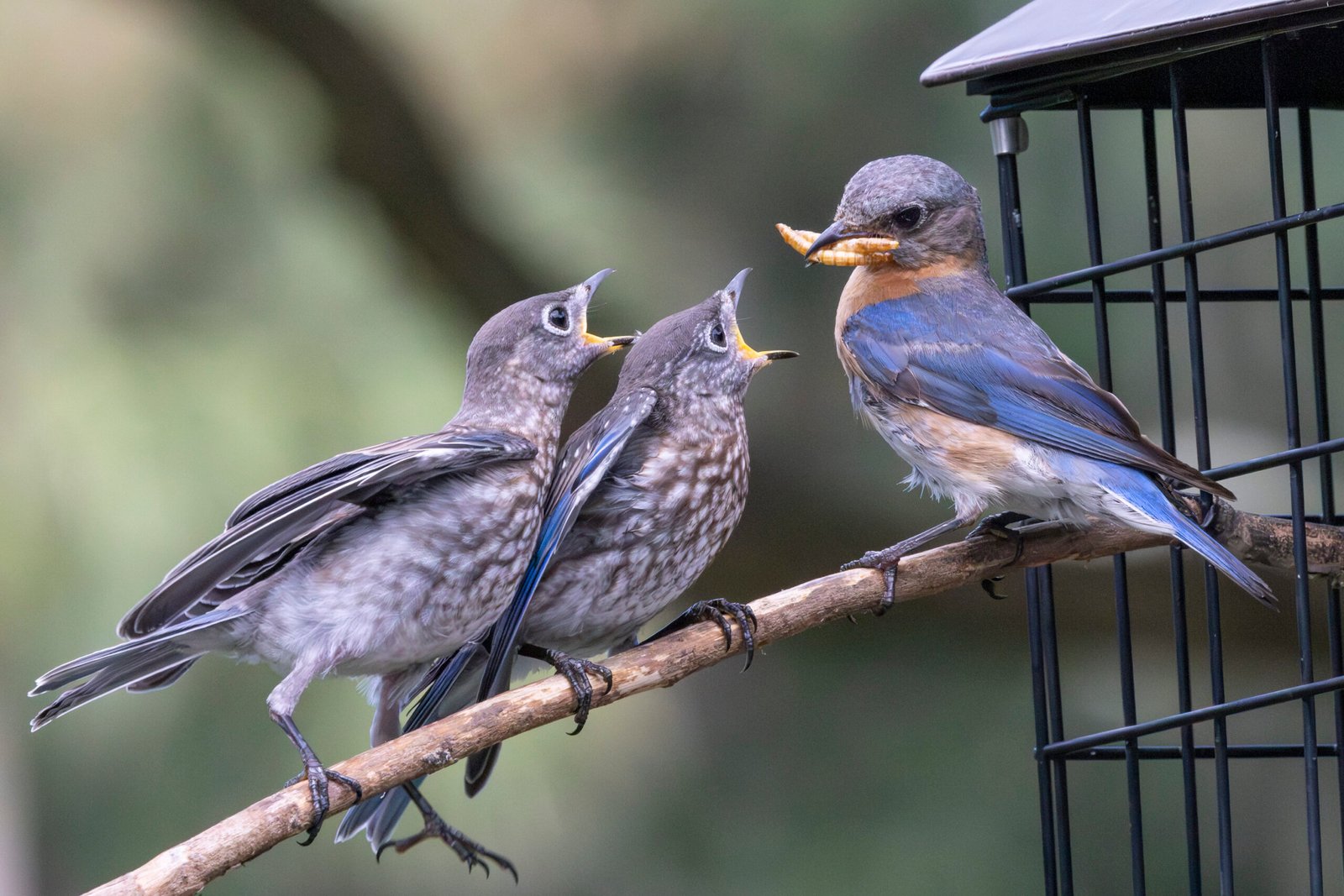 2025 SI Eastern Bluebird Trail Season