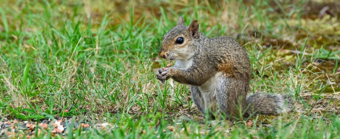 Thoughts of a New Bird Watcher