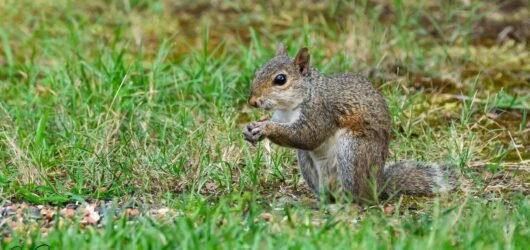 Thoughts of a New Bird Watcher