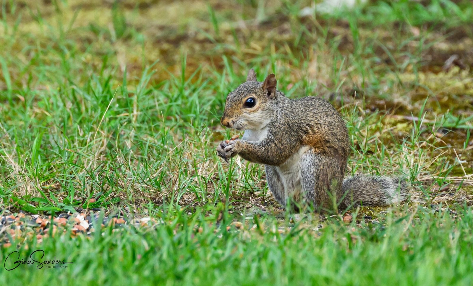 Thoughts of a New Bird Watcher