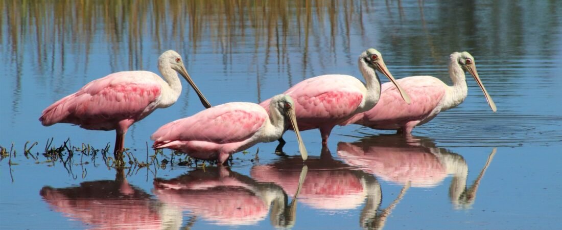 SIB “Bird of the Week” – Roseate Spoonbill