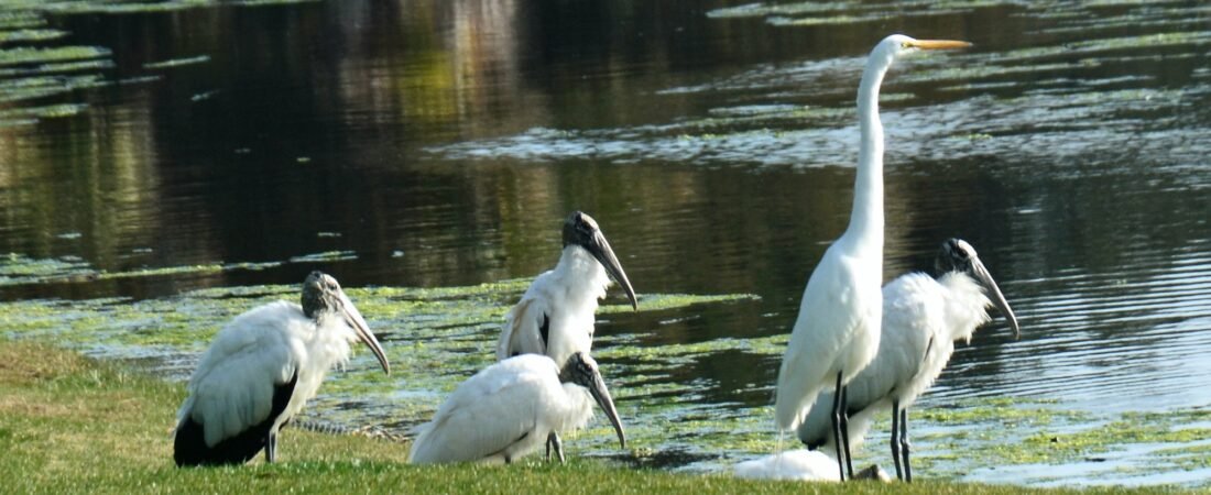 SIB Reports:  Storks and Corks