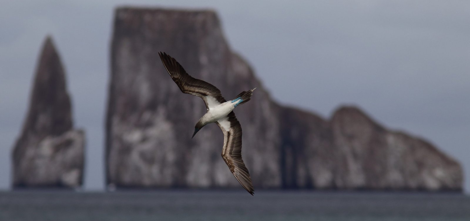Galapagos Island Birding (Part 1)