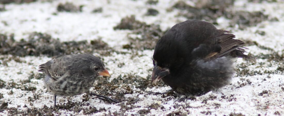 Galapagos Birding (Part 2)