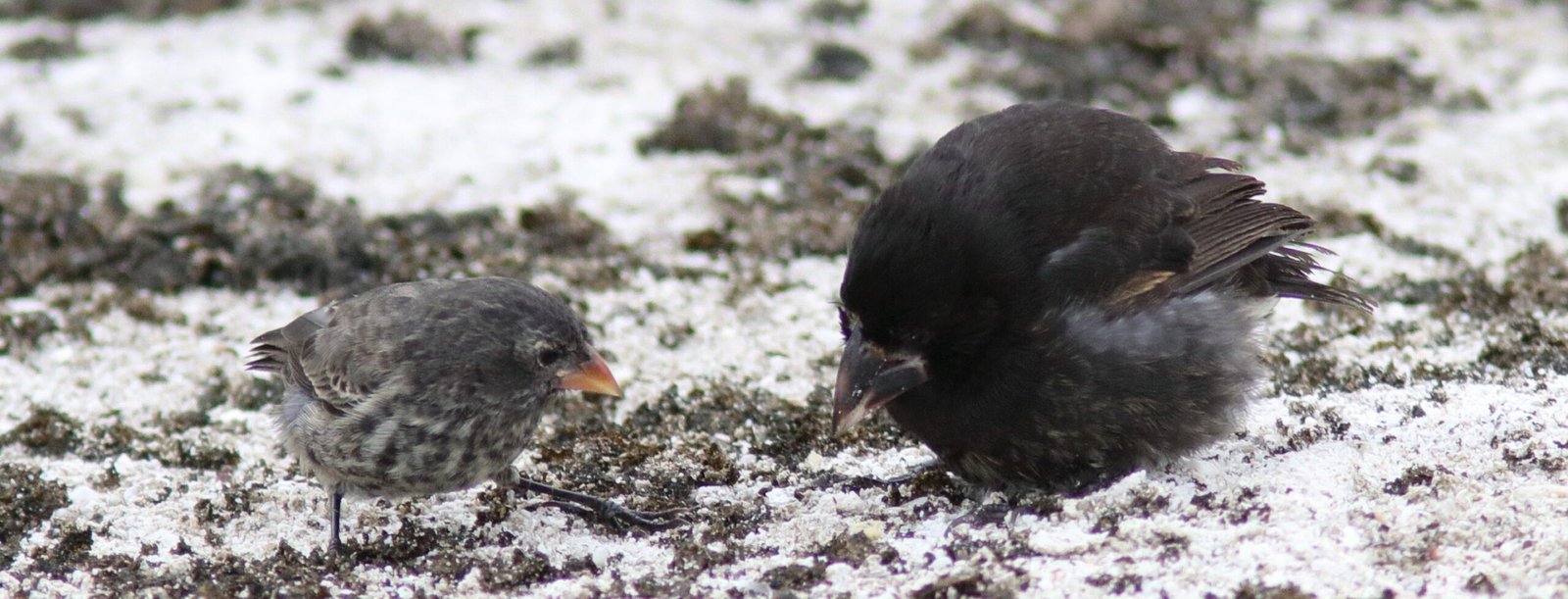 Galapagos Birding (Part 2)