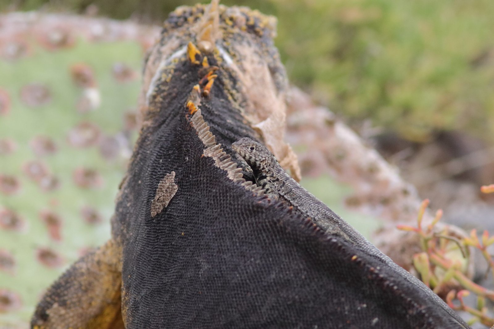 Galapagos Islands Endemics (Part 3 Non-birds)