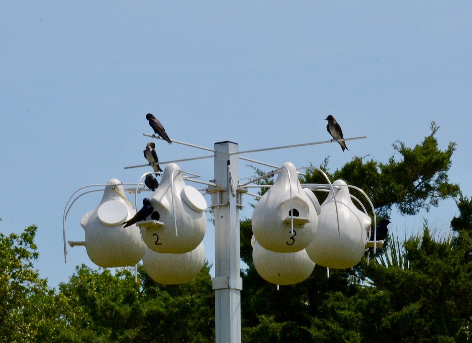 Where Have All the Martins Gone?