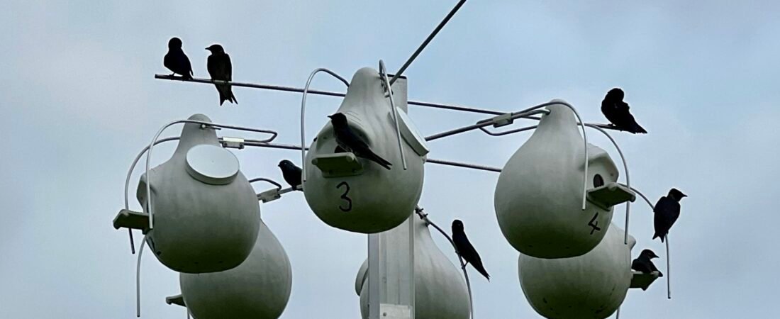 Nesting Birds of Seabrook Island – Part I: Cavity Nesters