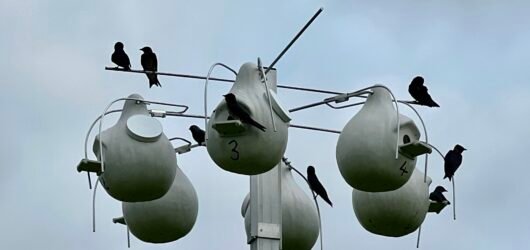 Nesting Birds of Seabrook Island – Part I: Cavity Nesters