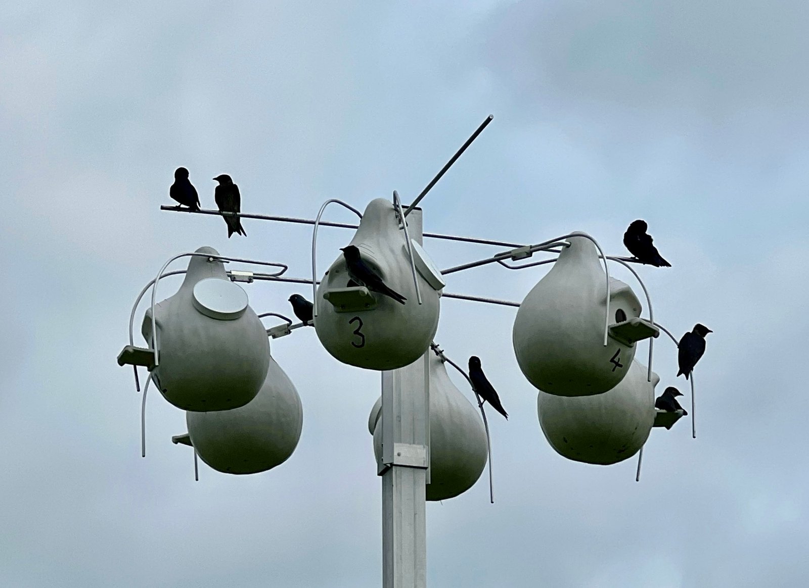 Nesting Birds of Seabrook Island – Part I: Cavity Nesters