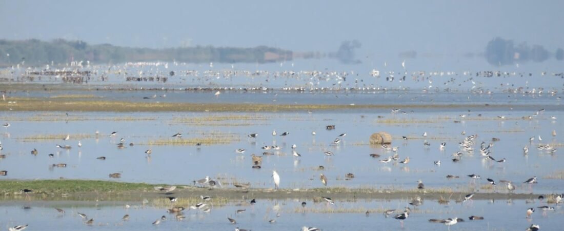 Red Knot Update #4