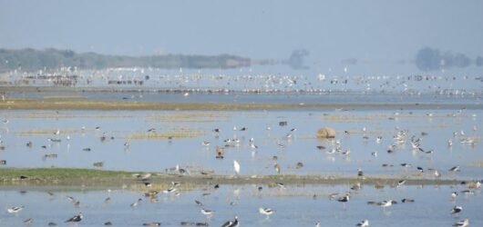 Red Knot Update #4