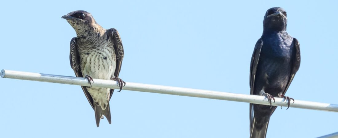 SIB “Bird of the Week”:  Purple Martin