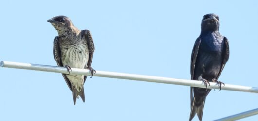 SIB “Bird of the Week”: Purple Martin