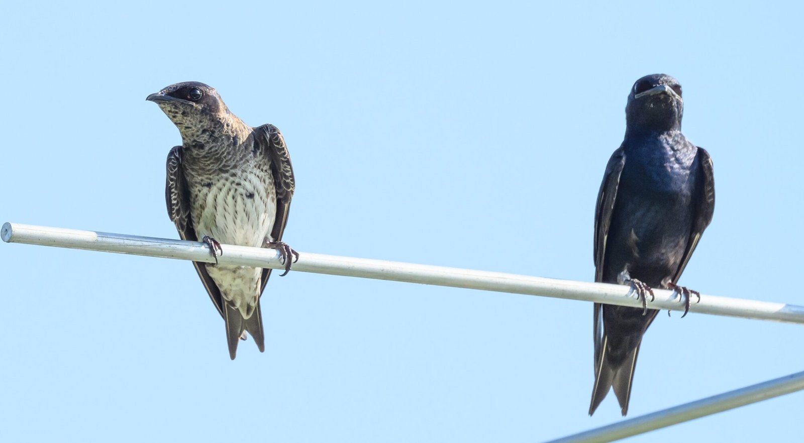SIB “Bird of the Week”:  Purple Martin