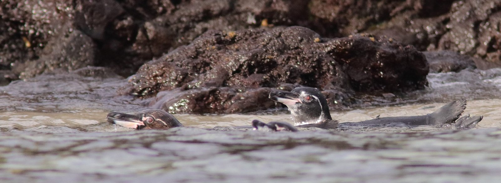 Galapagos Island Endemics (Part 4)