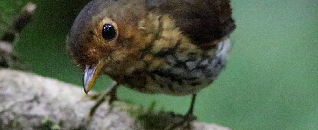 Birding Ecuador – Part 1 Antpittas