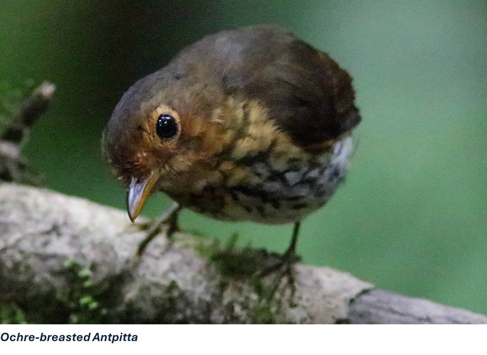 Birding Ecuador – Part 1 Antpittas